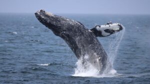 Witnessing a breeching humpback whale on a whale watching trip.
