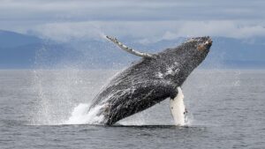Humpback whale
