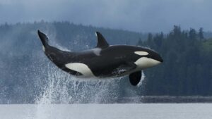 Orca breaching off the coast of Vancouver Island.
