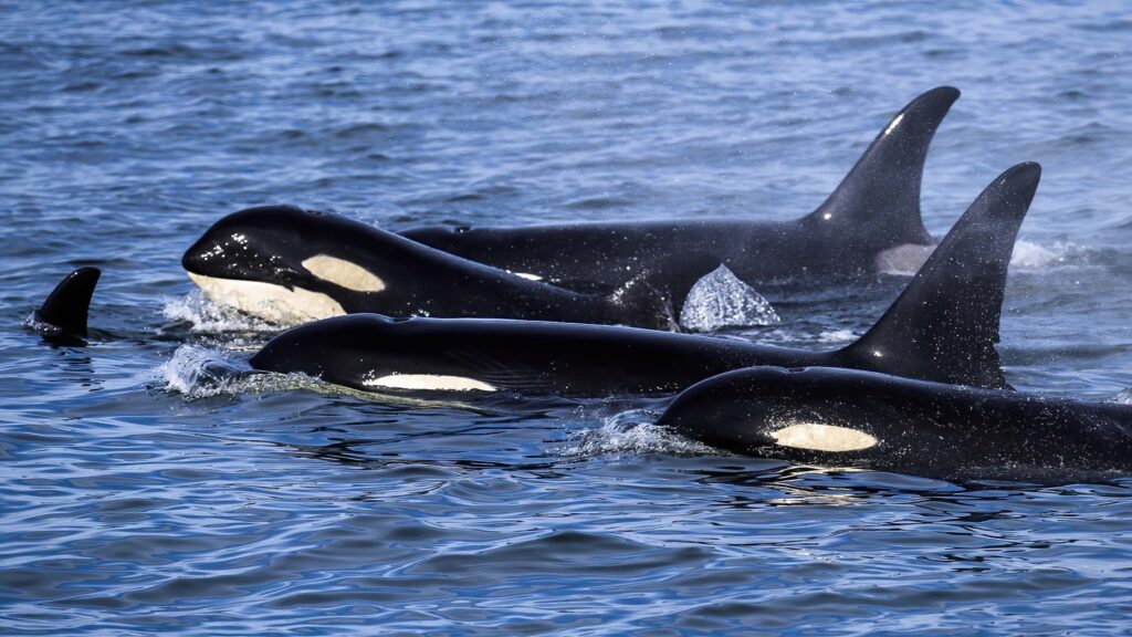 Pod of Bigg's Orcas