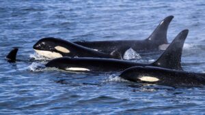 Pod of Bigg's Orcas