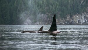 Orcas surfacing the ocean