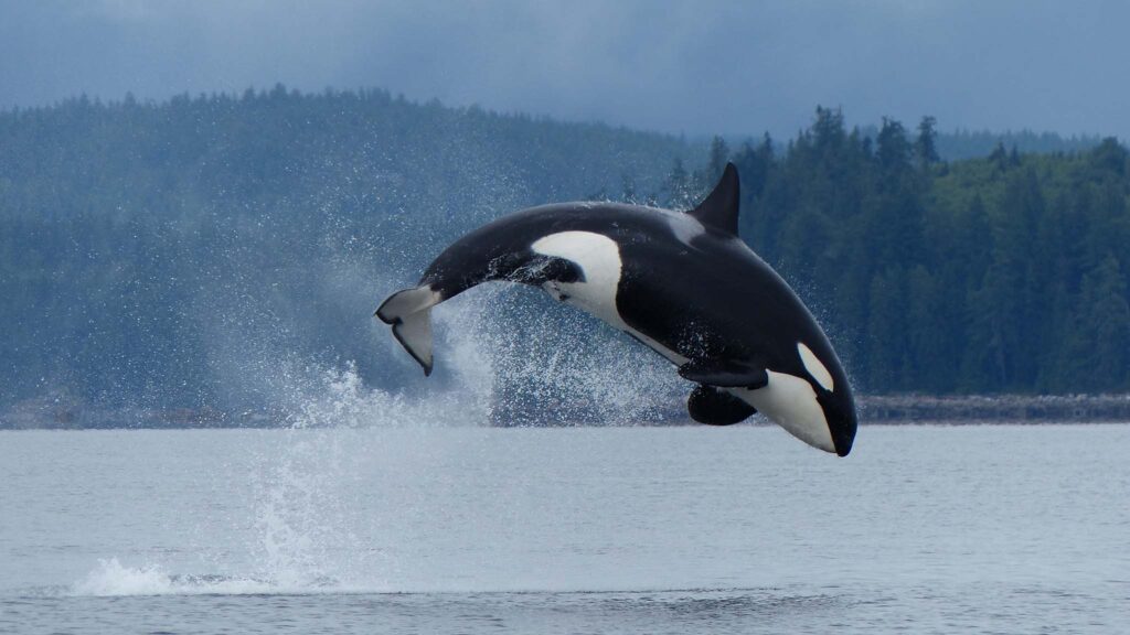 Orca breaching off the coast of Campbell River, Vancouver Island.