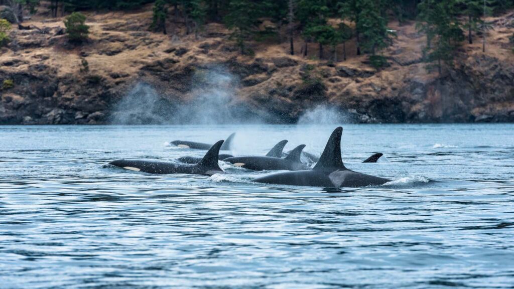 Vancouver Island Whale Watching