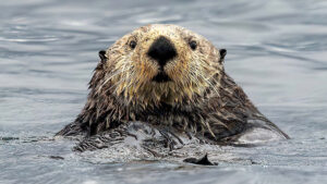 Sea Otter Viewing