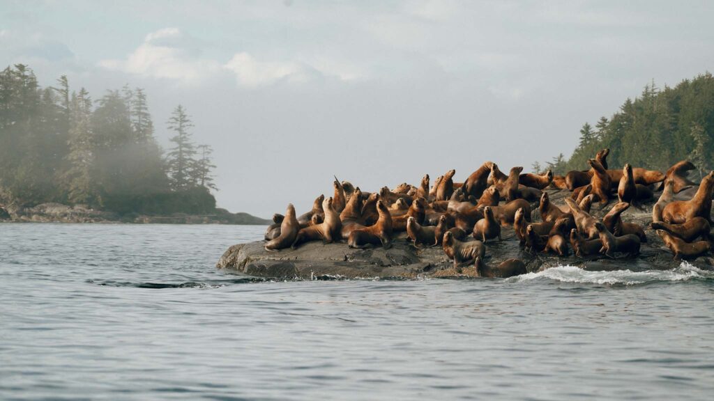 Steller Sea Lions