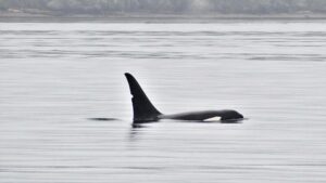 Orca viewing on a whale watching trip